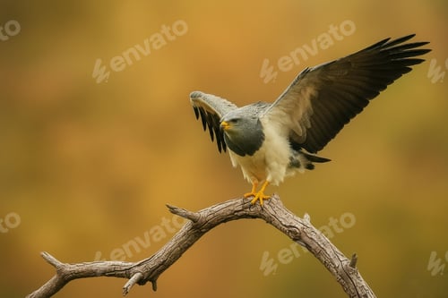Preview: Mighty eagle