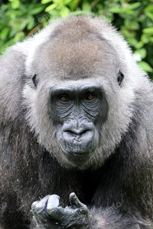Preview: Western Lowland Gorilla in natural habitat
