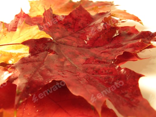 Preview: beautiful colored fall leaves with water drop
