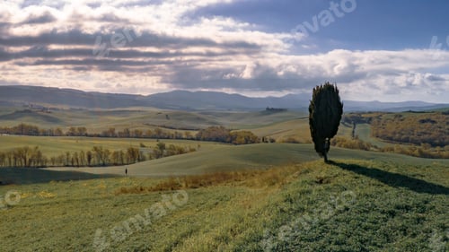 Preview: Lonely Cypress tree