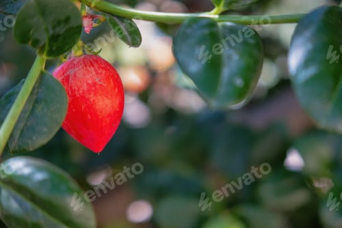 Preview: Natal Plum Carissa macrocarpa fruits