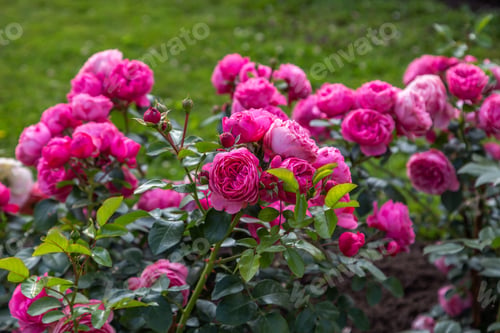 Preview: English rose David Austin blooms on a Bush in the summer in the garden