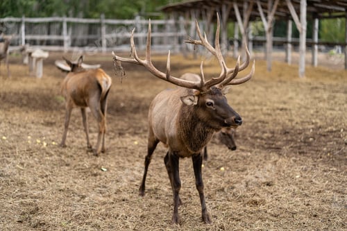 Preview: reindeer on a wild farm