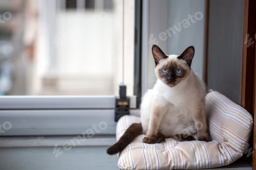 Preview: Cute kitten siamese cat indoor