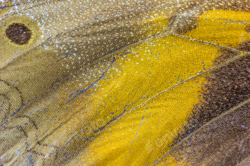 Preview: Macro shot of yellow and brobutterfly wing texture