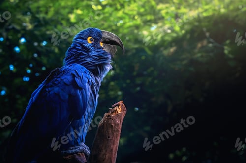 Preview: Hyacinth Macaw (Anodorhynchus hyacinthinus) - Blue Macaw