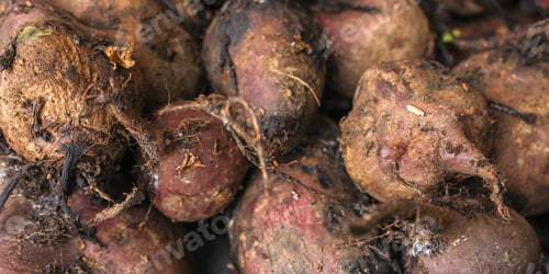 Preview: Beet Harvest Beetroot (Many Fruits Of Beets That Just Dug From The Ground) Concept. Food