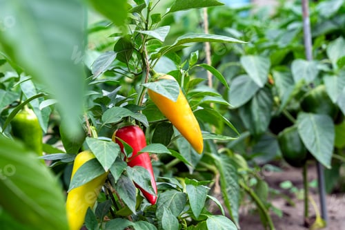 Preview: Ripe and unripe bell peppers growing on bushes in the garden. Bulgarian or sweet pepper plant.