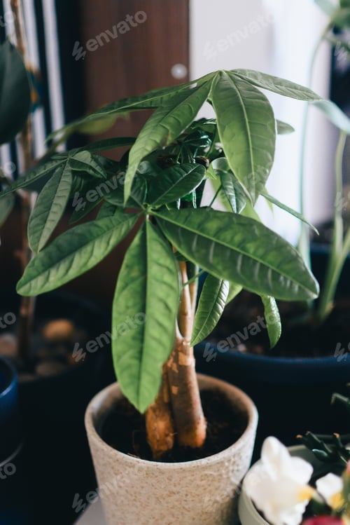 Preview: a small palm tree with green leaves in a pot and flowers in the background