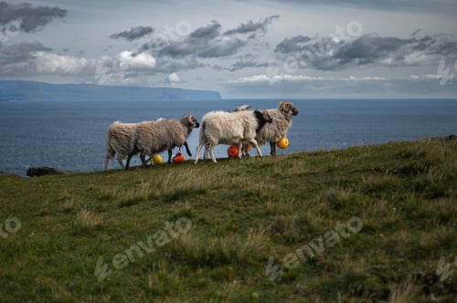 Preview: Sheep of Nolsoy, Faroe Islands