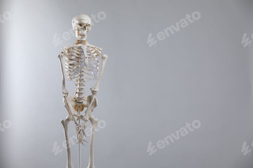 Preview: Artificial human skeleton model on gray background, space for text