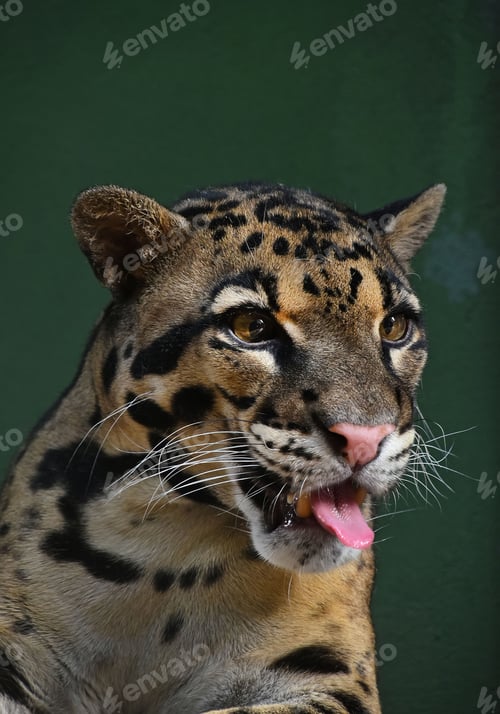 Preview: Close up portrait of clouded leopard