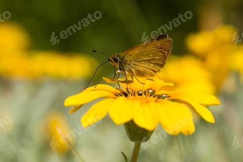 Preview: Small skipper butterfly on yellow daisy flower