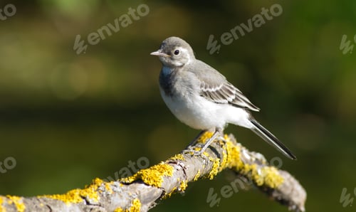 Preview: White wagtail, motacilla alba. A young bird sits on a beautiful old branch