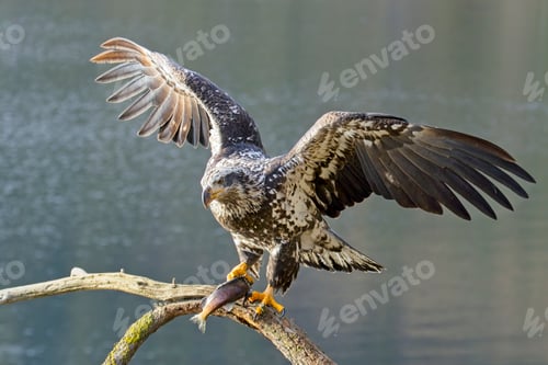 Preview: Yound eagle lands on branch with a fish.