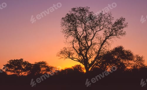 Preview: African Sunrise
