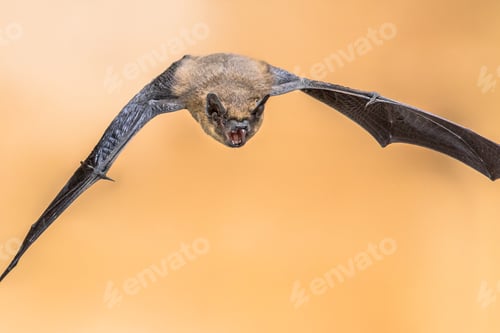 Preview: Echolocating pipistrelle bat crop