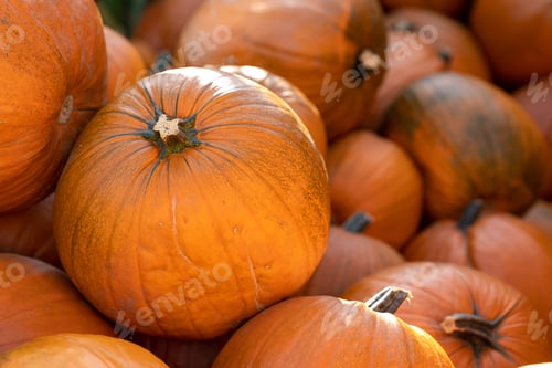 Preview: Pumpkins