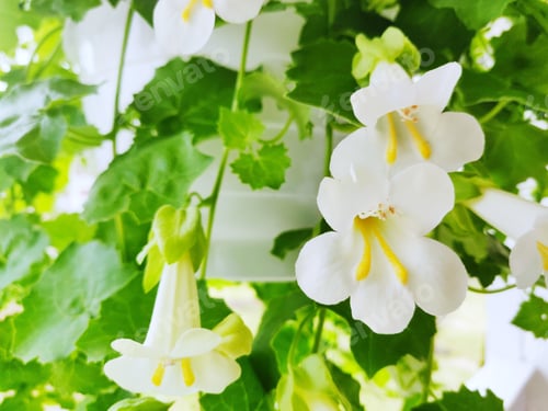 Preview: Closeup shot of blooming Lophospermum flowers in sunlight