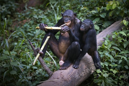 Preview: Pair of monkey eating on a tree in the Democratic Republic of the Congo