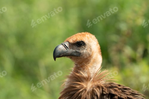 Preview: Close-up shot of the face of a gracile vulture