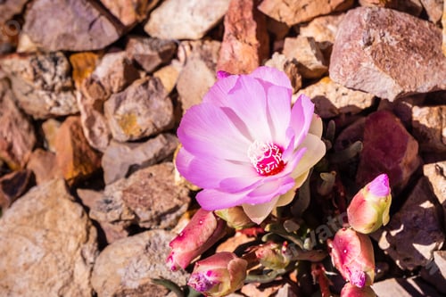 Preview: Bitterroot (Lewisia rediviva) wildflower