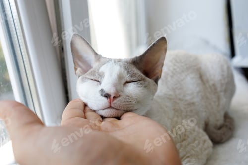 Preview: The kitten rested her muzzle on the man's palm and closed her eyes. White Devonrex kitty