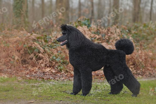 Preview: poodle, dog, puppy, pets, dogs