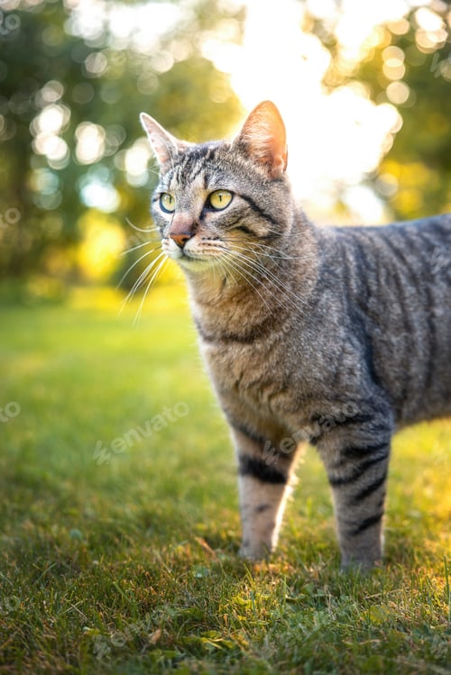 Preview: Tabby Cat Glowing in Golden Hour