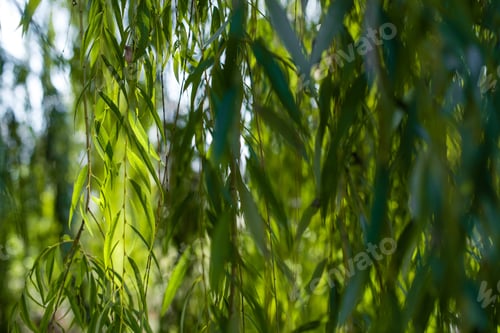 Preview: Close up view of willow tree branches with sunlight