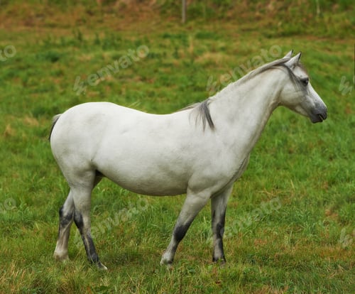 Preview: Equine beauty in the green pasture