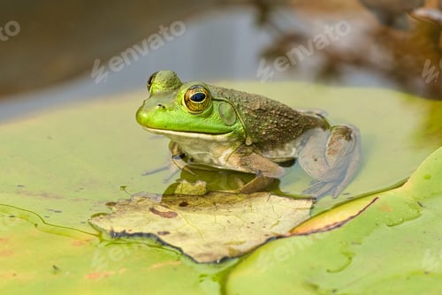 Preview: Close-up of a green American Bullfrog sitting on a lily pad in a pond