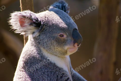 Preview: An adorable koala bear with light and shadow, texture fur