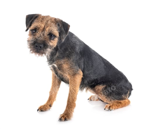 Preview: young border terrier