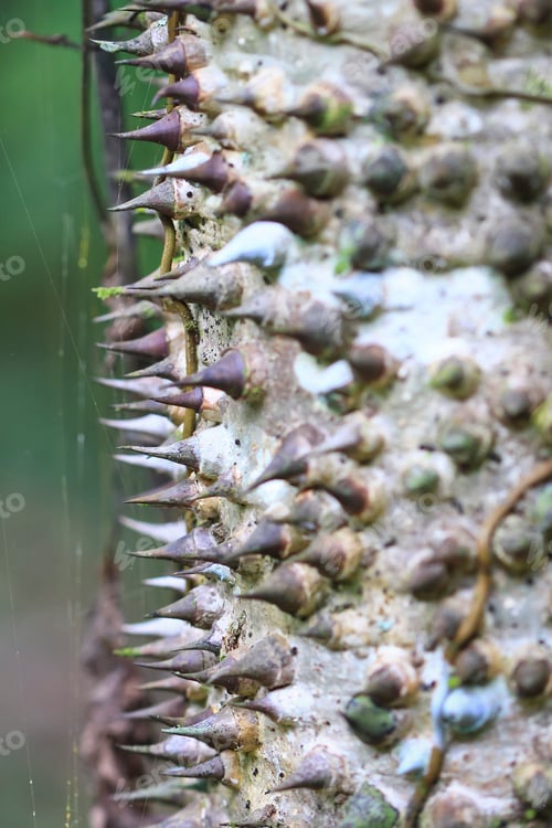 Preview: Pochote Tree with Large Spines in Costa Rica