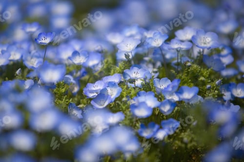 Preview: Close up of carpet of Baby Blue Eyes, Nemophila Insignis.