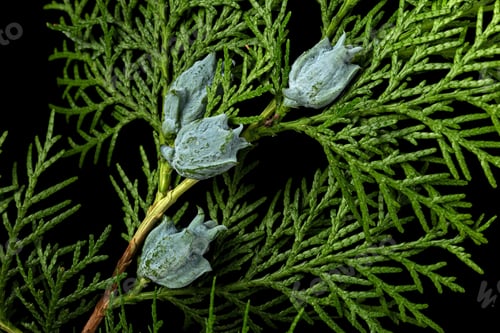 Preview: Branch of thuja, isolated on black background