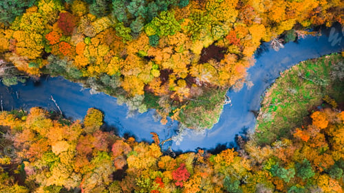 Preview: Top down view of river and colorful forest at autumn