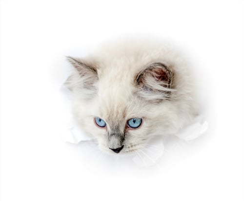 Preview: Ragdoll cat in light room