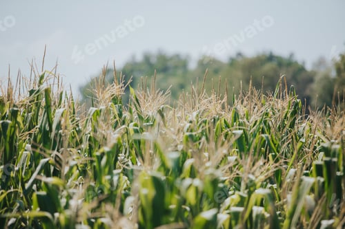 Preview: Tranquil view of corn field on a sunny day in a rural area