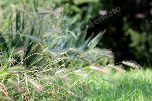 Preview: Dangerous grass awns in nature.