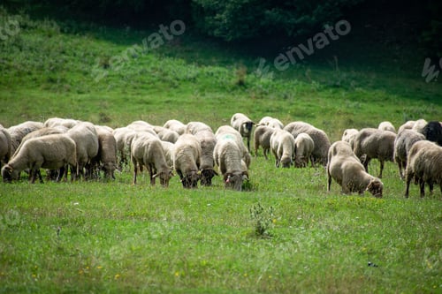 Preview: Herd of sheep grazing the lush green grass