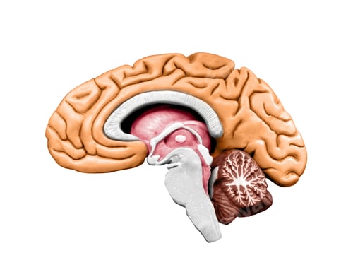 Preview: Brain model