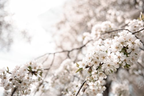 Preview: Blooming branches of a spring tree with many flowers copy space.