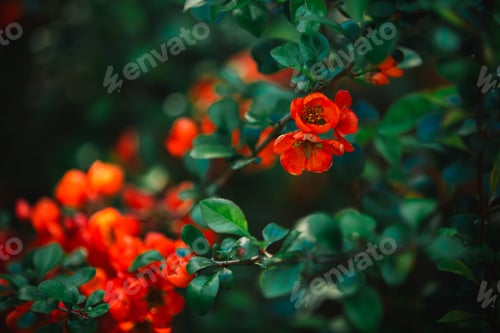 Preview: close up branch with a lot of red flowers. selective focus