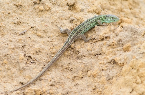 Preview: Sand lizard, lacerta agilis. Reptile basking on a pile of sand