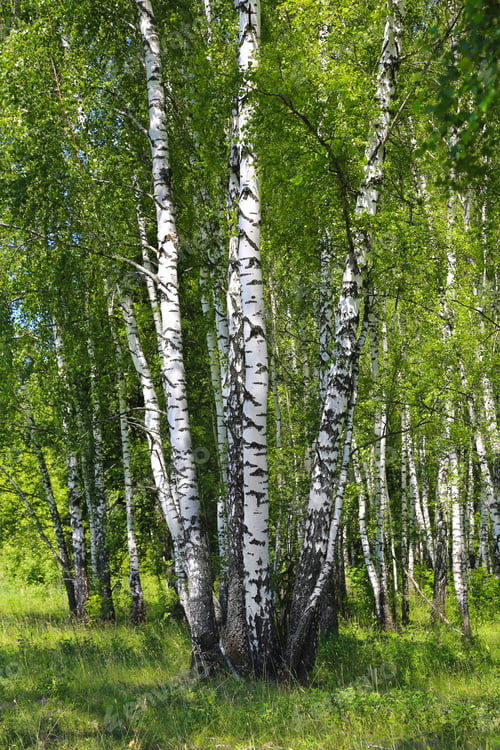Preview: Beautiful birch trees in the summer forest