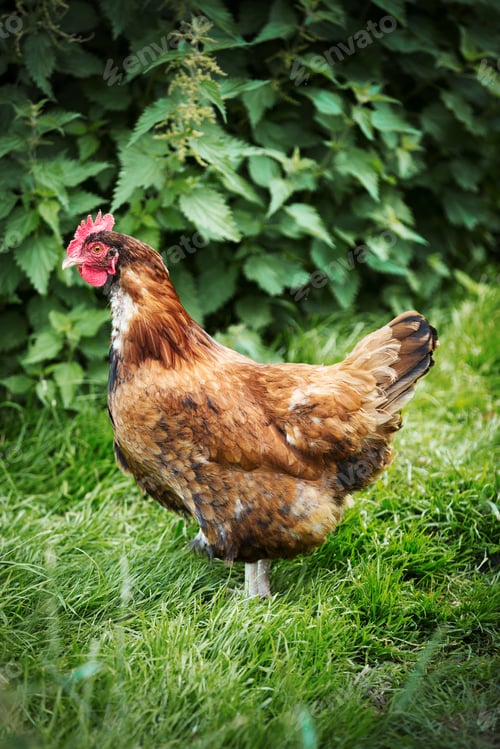 Preview: A brown free range chicken in a garden.