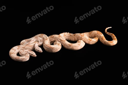 Preview: Trimeresurus puniceus