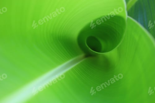Preview: Banana leaf on plant